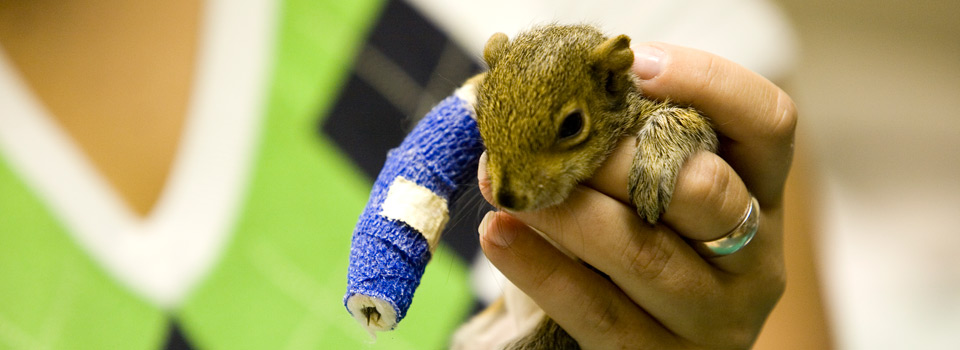 A squirrel in a tiny leg cast is among the animals helped at UF’s small animal hospital.